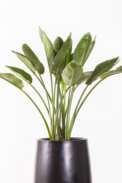Strelitzia Reginae en gota grande