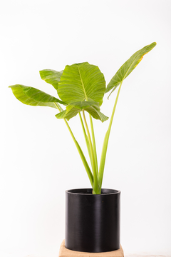 ALOCASIA GRANDE + CIRCULAR 40