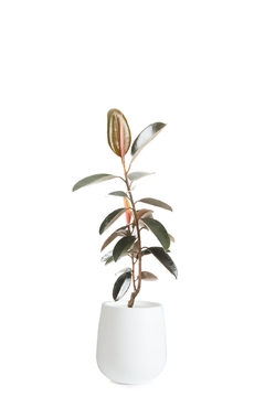 GOMERO CABERNET + GOTA SMALL - Leontina Almacén de Plantas