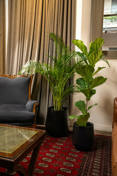 COMBO HARAPAN: ARECA GRANDE + PANDURATA