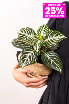 APHELANDRA en internet