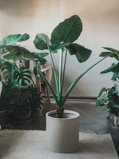 ALOCASIA GRANDE + CIRCULAR 40 en internet