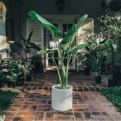 ALOCASIA GRANDE + CIRCULAR 40 - Leontina Almacén de Plantas