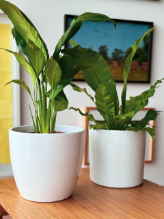 Imagen de SUPERCOMBO ASPLENIUM + SPATI