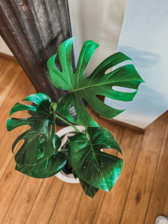 Imagen de Monstera + Boho