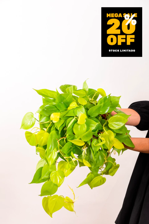 CORDATUM LEMON COLGANTE - comprar online