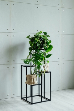 SUPER COMBO MINI: CORDATUM + STRELITZIA MINI + MONSTERA CHICA