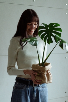 Monstera deliciosa chica