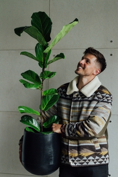 FICUS PANDURATA + GOTA SMALL