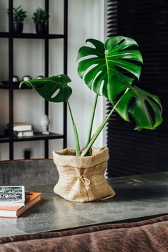 SUPER COMBO MINI: CORDATUM + STRELITZIA MINI + MONSTERA CHICA - comprar online
