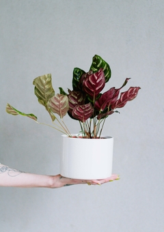 CALATHEA MACOYANA EN MACETA CILINDRICA CON PLATO