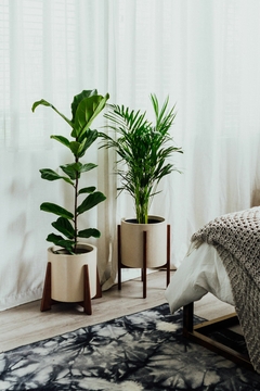 SUPER COMBO NÓRDICO 2: PANDURATA + ARECA GRANDE