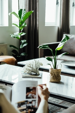 STRELITZIA NICOLAI MINI - comprar online