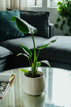 Strelitzia Nicolai MINI + MACETA WANDA - comprar online