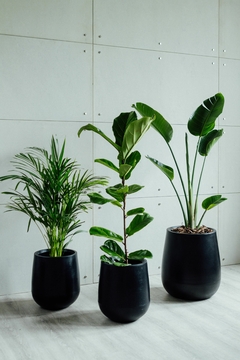 SUPER COMBO 9: ARECA GRANDE + PANDURATA + STRELITZIA NICOLAI
