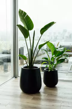 SUPER COMBO 8: STRELITZIA NICOLAI + SPATHIPHYLLUM SENSACIÓN