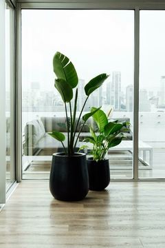 SUPER COMBO 8: STRELITZIA NICOLAI + SPATHIPHYLLUM SENSACIÓN - comprar online