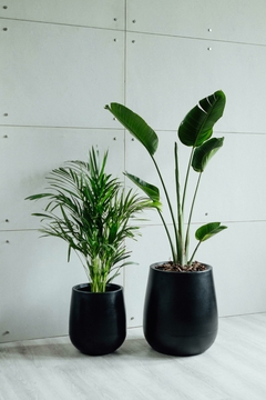 SUPER COMBO 10: ARECA GRANDE + STRELITZIA NICOLAI