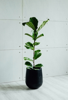 FICUS PANDURATA + GOTA SMALL - comprar online