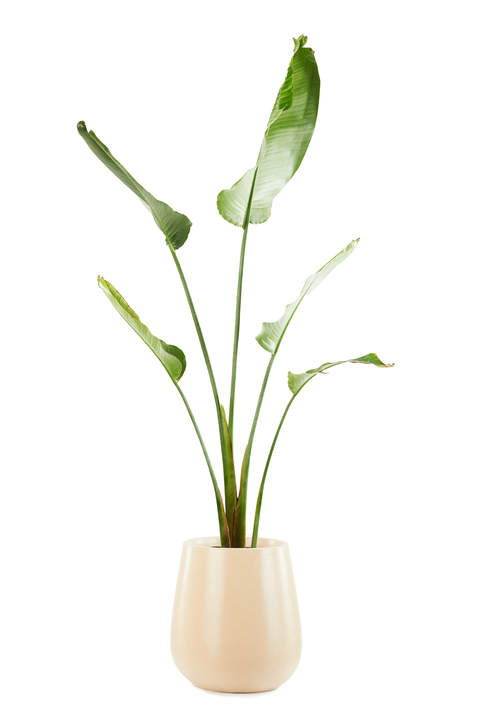 STRELITZIA NICOLAI GRANDE + GOTA MEDIANA