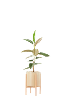 GOMERO TRADICIONAL + BOHO