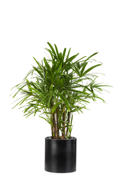 PALMERA RAPHIS EN CIRCULAR 30 - comprar online