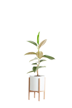 GOMERO TRADICIONAL + BOHO