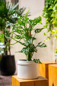 MONSTERA ADANSONII EN PINTOR - comprar online