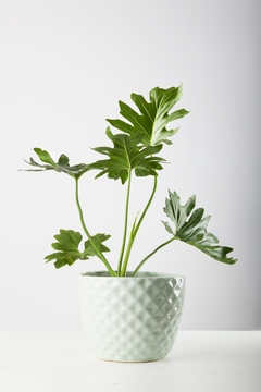 PHILODENDRON MISIONERO + MACETA INDIA - comprar online