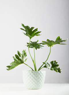 PHILODENDRON MISIONERO + MACETA INDIA