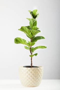 FICUS PANDURATA + MACETA INDIA