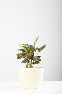 CALATHEA MIL RAYAS + MACETA INDIA