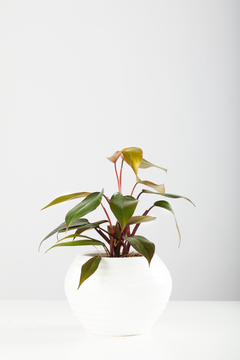 PHILODENDRON IMPERIAL RED + MACETA ALFA