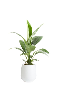SPATHIPHYLLUM SENSACIÓN + GOTA SMALL en internet