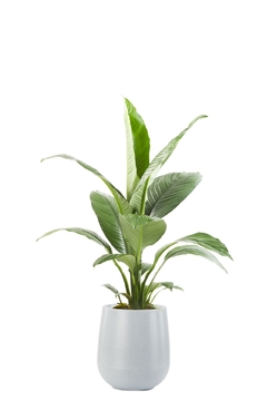 SPATHIPHYLLUM SENSACIÓN + GOTA SMALL - Leontina Almacén de Plantas