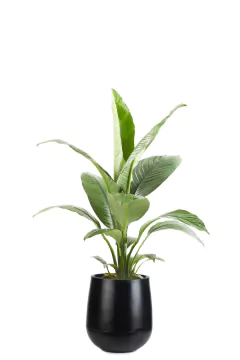 SPATHIPHYLLUM SENSACIÓN + GOTA SMALL - comprar online