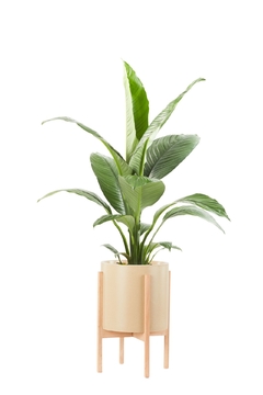 Imagen de SPATHIPHYLLUM SENSACIÓN + BOHO