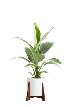 SPATHIPHYLLUM SENSACIÓN + BOHO - tienda online
