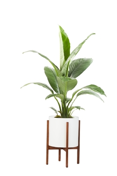 SPATHIPHYLLUM SENSACIÓN + BOHO