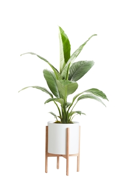 SPATHIPHYLLUM SENSACIÓN + BOHO - comprar online