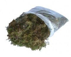 MUSGO SECO VERDE