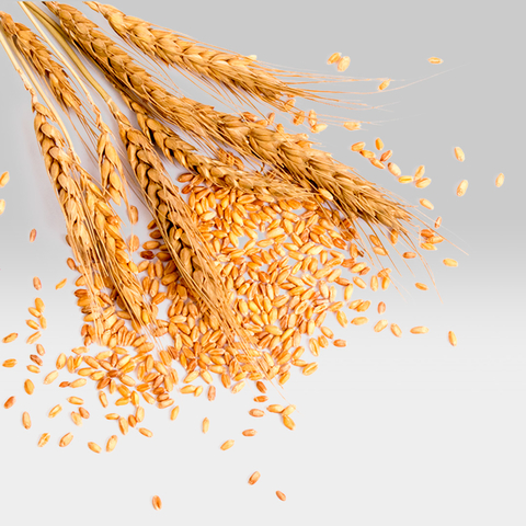 GERMEN DE TRIGO X 1 KG