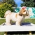 Cama para mascotas Simba EMC Blanco - EMC Muebles Recoleta - Tienda Oficial