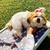 Cama para mascotas Simba EMC Blanco - tienda online