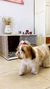 Cama para mascotas Alma EMC Blanco y Báltico - tienda online