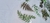 Adesivos Folhas Verdes - 20 un - Tropical Paper