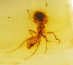 Ámbar Amarillo con Insecto