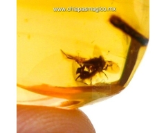 Ámbar Amarillo con Insectos #017 en internet