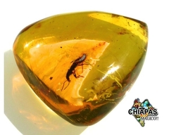 Ámbar Amarillo con Insectos #019 - tienda en línea