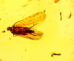 Ámbar Amarillo con Insecto #020 - Chiapas Mágico